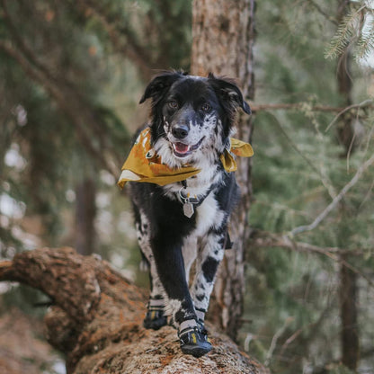 Ultimate Dog Shoes for Large Breeds - Perfect Paw Protectors for All Seasons and Surfaces